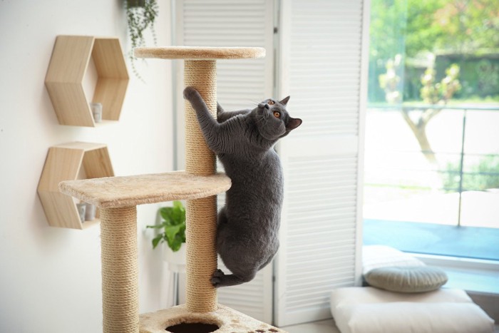 キャットタワーにのぼる猫