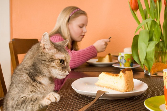 チーズケーキを狙う猫