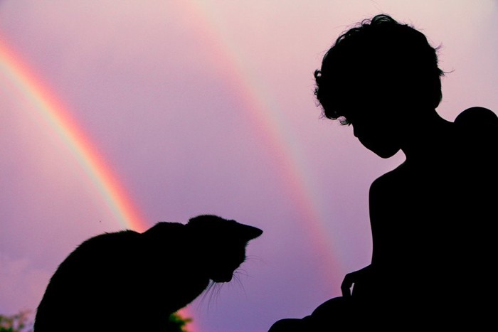 虹を背景にした少年と猫のシルエット