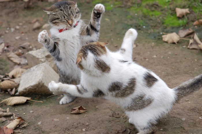 喧嘩する猫達