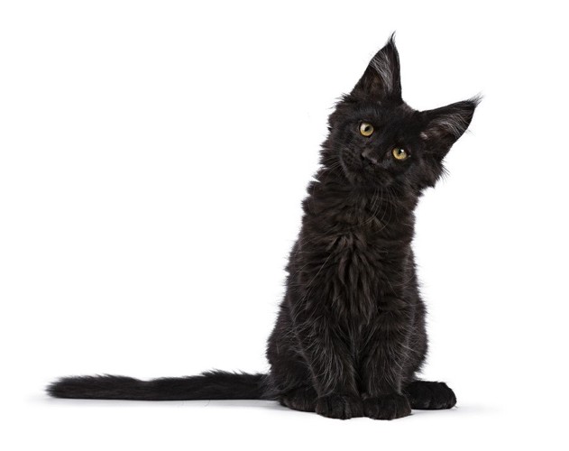 黒のメインクーンミックス猫