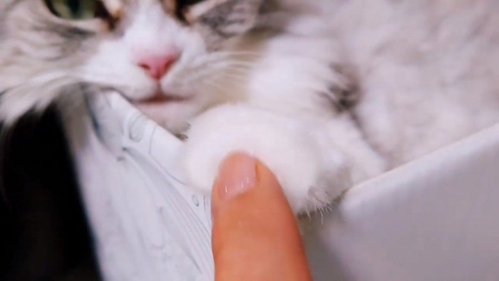 猫の前足を触る人の指
