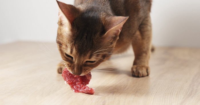 猫がお肉を食べる画像