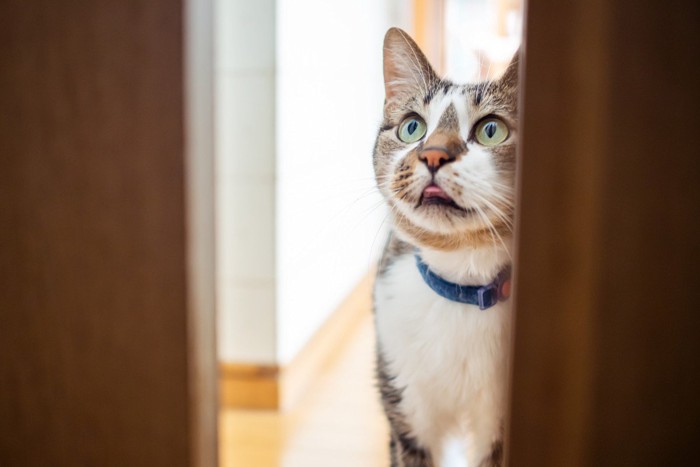 ドアの前で入りたそうな猫