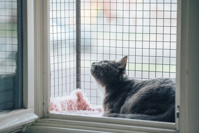 半屋外の窓辺にいる猫