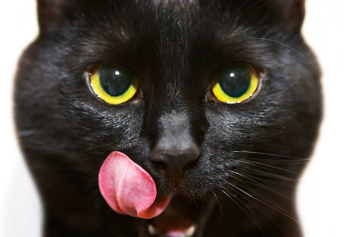 口周りを舐める黒猫の顔アップ