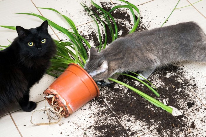 横倒しの鉢植えと猫2匹