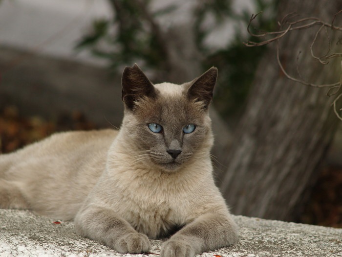 青い目の斜視猫