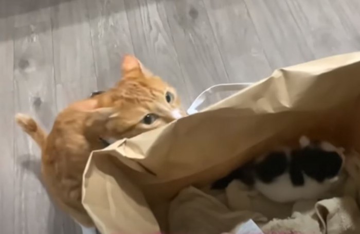 紙袋捨て猫4