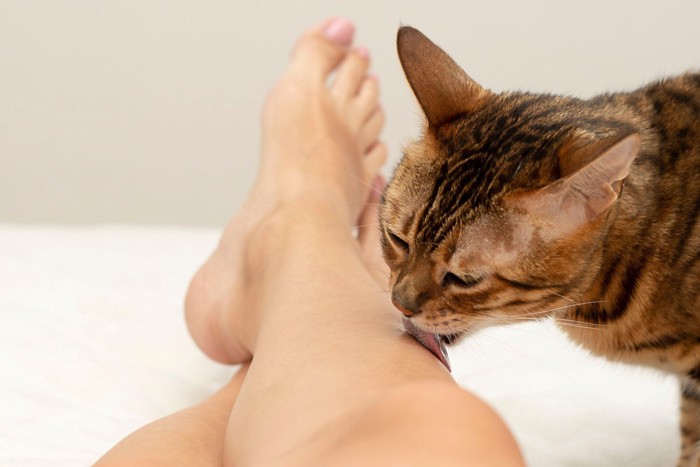 飼い主さんの足を舐める猫