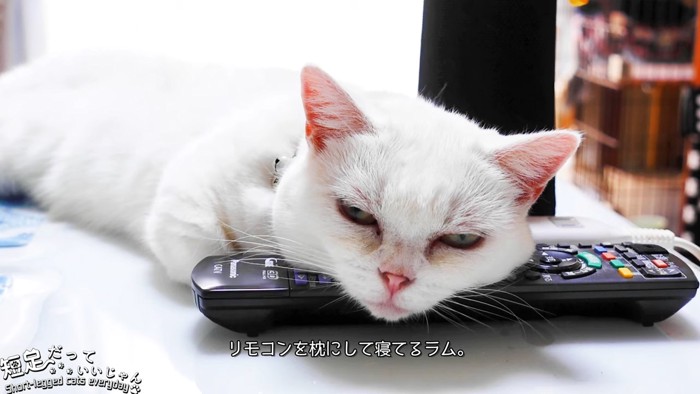リモコンを枕にする猫