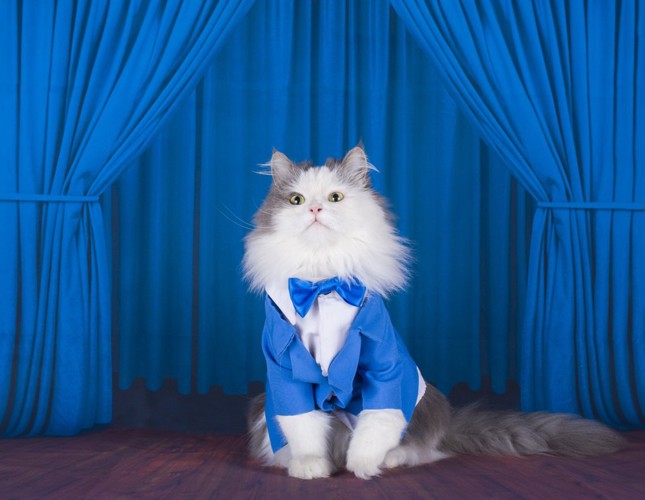 ブルーのスーツの猫