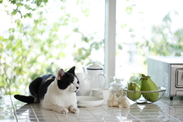 キッチンにいる白黒の猫