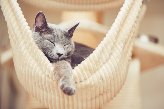 ハンモックで眠るグレーの猫