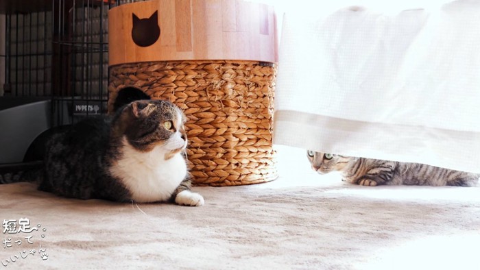 座る猫とカーテンの下から見ている猫