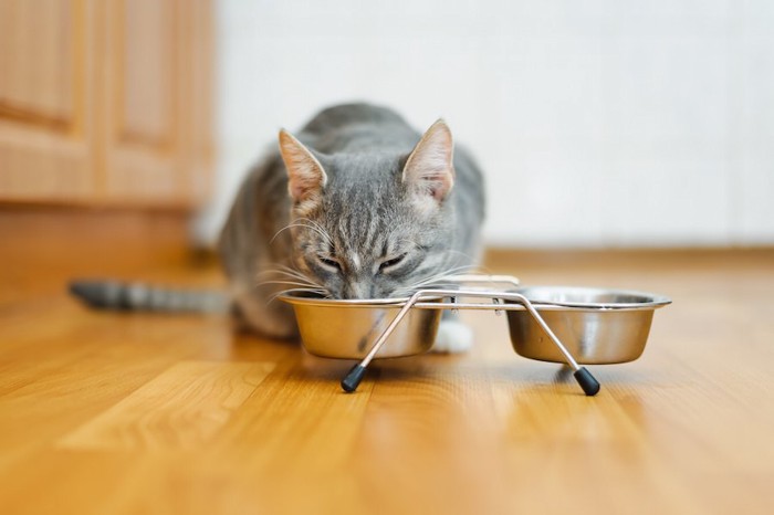 銀の器でご飯を食べている猫
