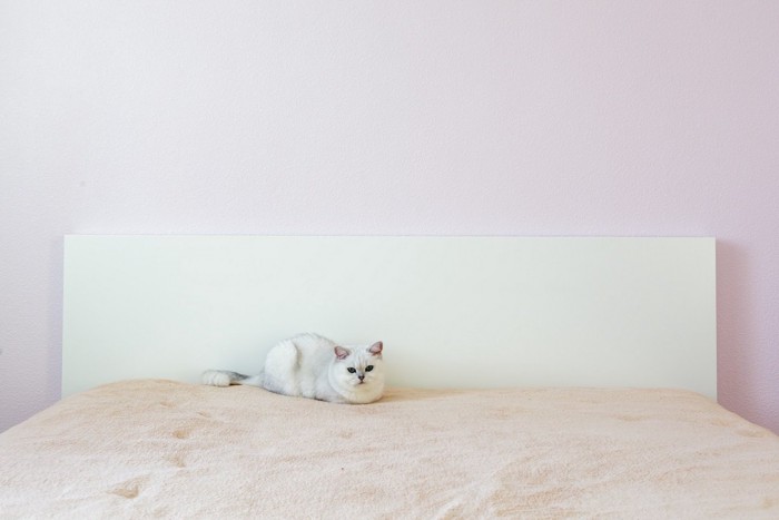 ベッドの上にいる白い猫