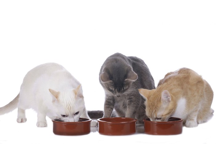 それぞれの食器で餌を食べる三匹の猫