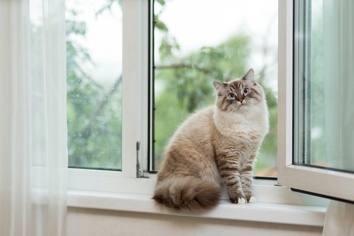 窓枠に乗る猫