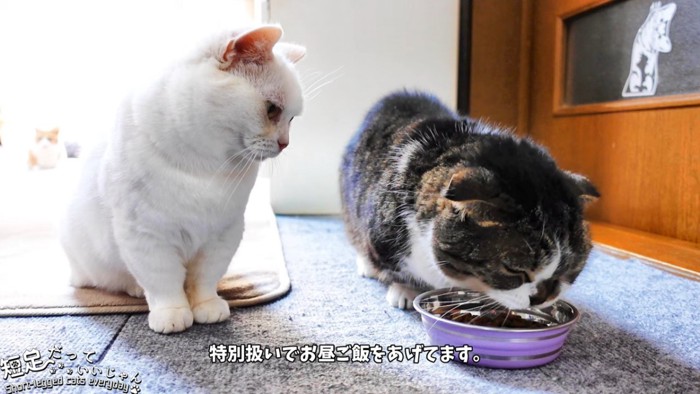 ごはんを食べる猫とおすわりする猫