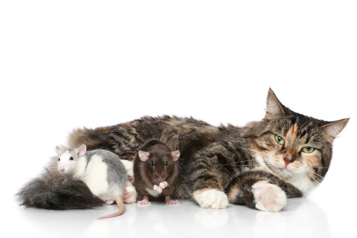 ネズミ二匹と寝そべる猫