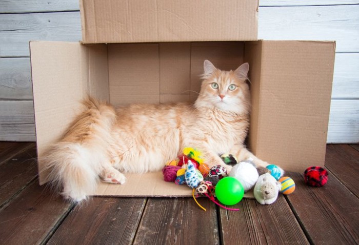 箱の中にいる猫とおもちゃ
