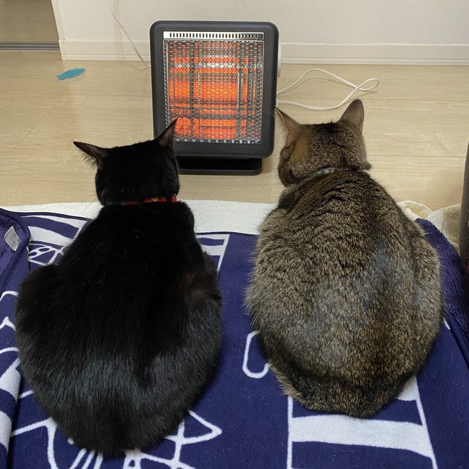 暖を取る猫たち
