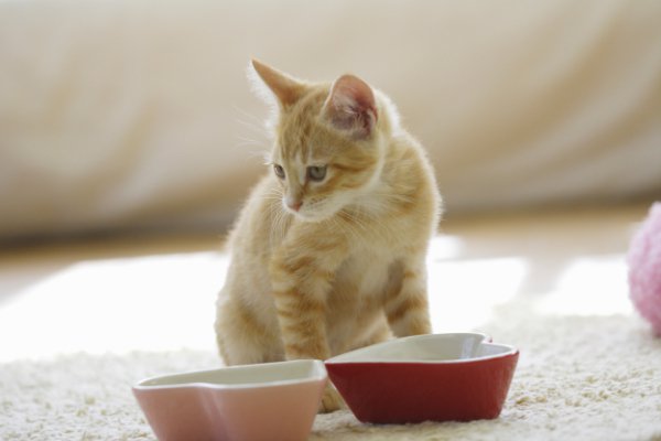 お皿の前で座る猫