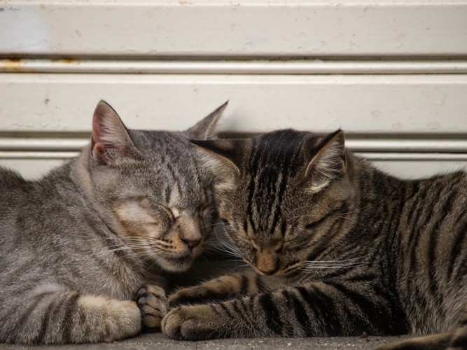 頭をつけて寝ている2匹の猫
