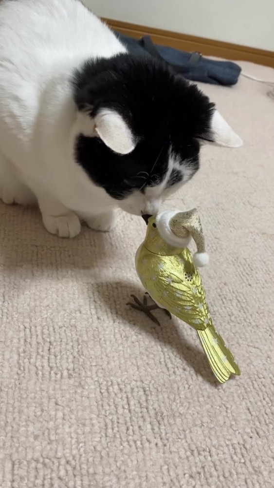 鳥のおもちゃを見る猫