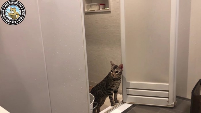 風呂場の入口から覗く猫