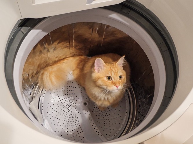洗濯機の中に入る猫