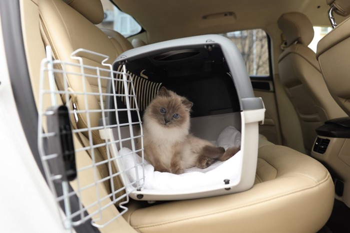 車の後部座席に置かれたキャリーに入った猫