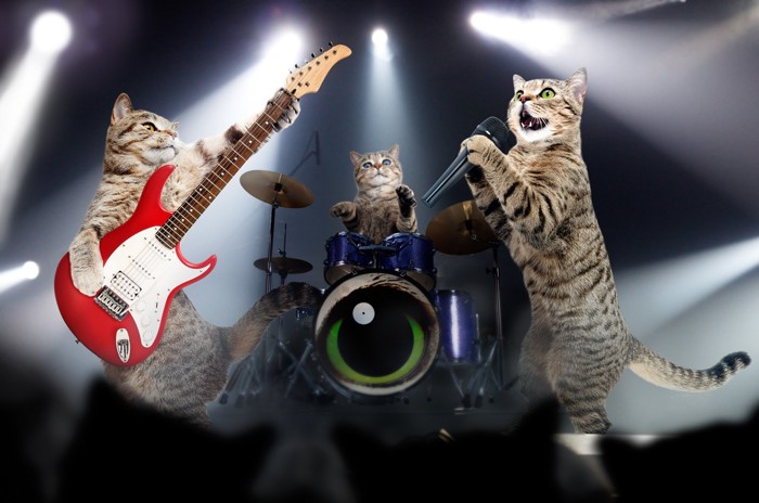 猫のバンド