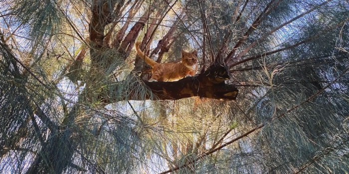 高い木の枝にチャトラ猫