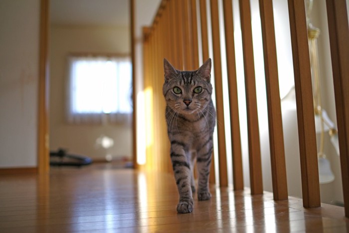 廊下を歩く猫