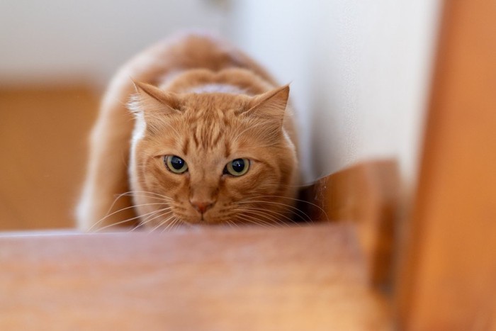 階段の下から狙う猫