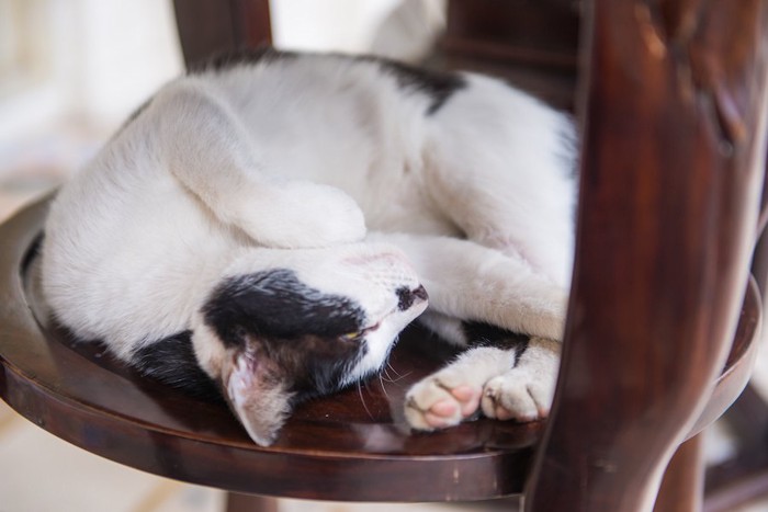椅子の上で丸くなって寝ている白黒の猫