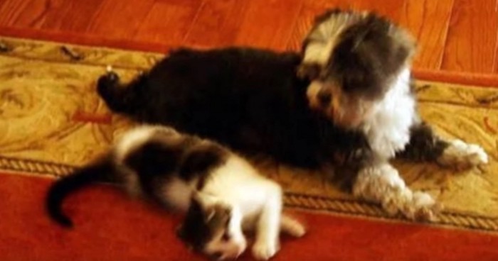 床に寝そべる小型犬と子猫