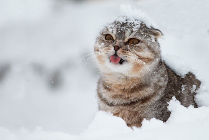 雪とたわむれる猫