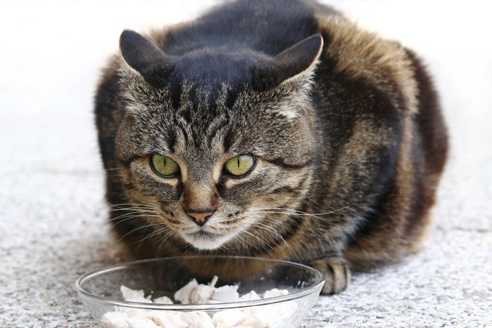 食事中に怒る猫