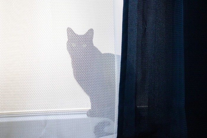 カーテンの間から顔を覗かせる猫