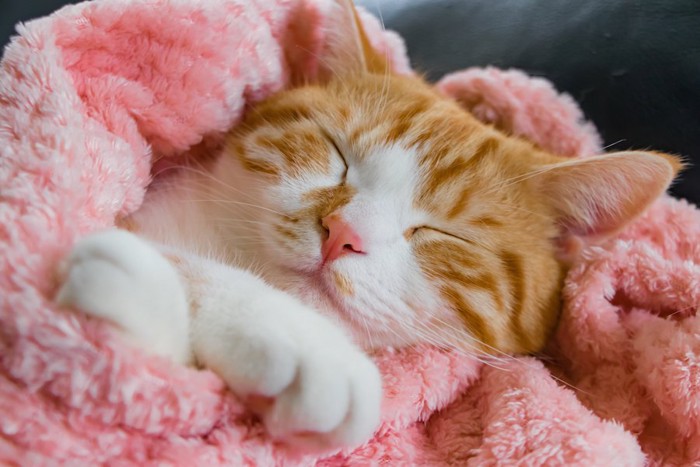 ピンクの毛布に包まれて眠る猫