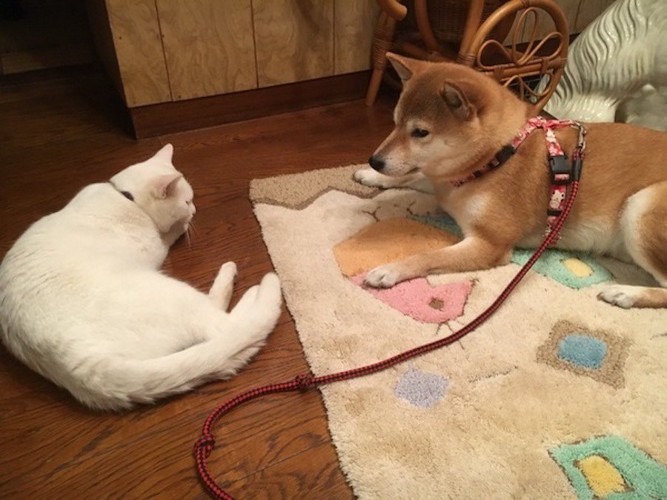 床に寝そべって向かい合う白猫と柴犬