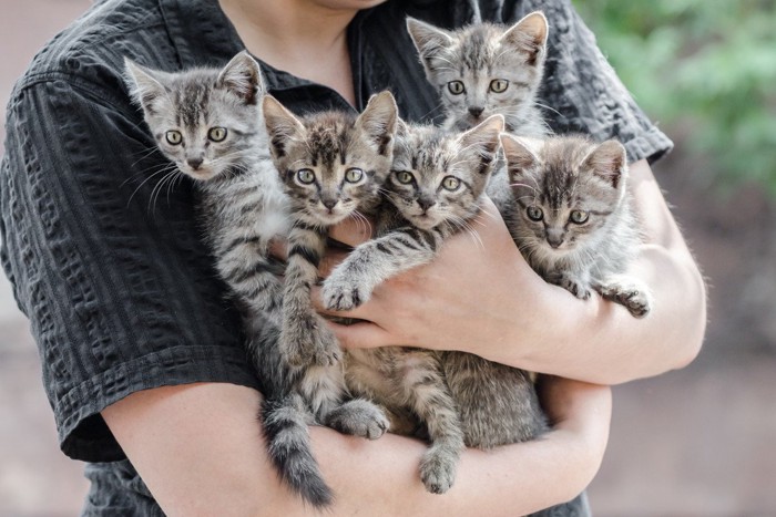 抱かれる5匹の子猫