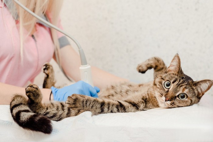動物病院で検査を受けている猫