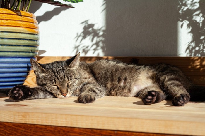 室内で日光浴する猫
