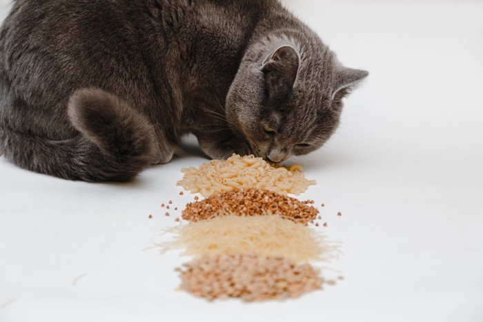 4種類の食べ物の匂いを嗅ぐ灰色猫