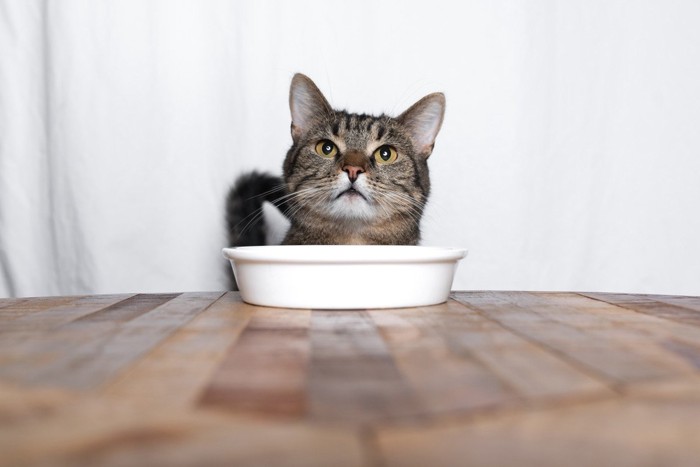 ご飯を催促する猫