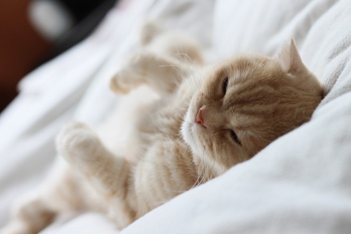 布団の上で仰向けに寝る猫
